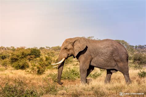 Elefante Livre Na Savana Africana Cara Da Foto