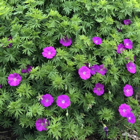 Geranium flowers have five very similar petals, and are thus symmetrical, whereas pelargonium flowers have two upper petals which are different from the three. Geranium New Hampshire Purple - Buy Cranesbill Perennials ...