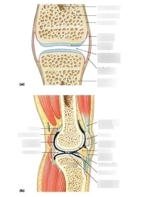 Knee Joint Sagittal Section Diagram Quizlet