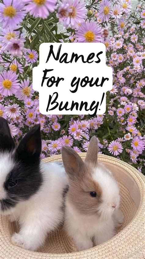 Cute Bunny Names 650 Ideas To Call Your Rabbit Artofit