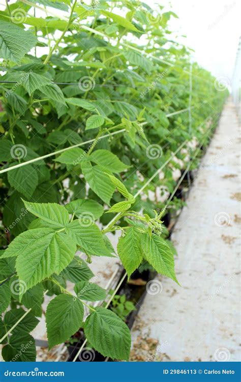 Growing Raspberry In Hydroponic Plantation Stock Image Image Of