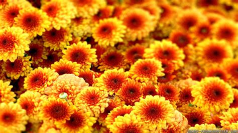 Fall Flowers Wallpaper 49 Images