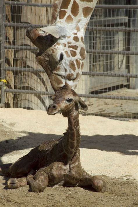 Shes All Legs Fresno Chaffee Zoos New Baby Giraffe Zooborns