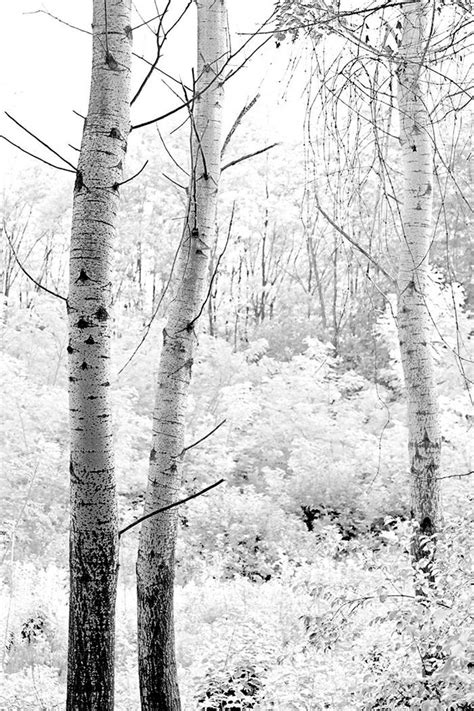 White Birch Trees Birch Tree Art Birch Forest Forest Art White Tree