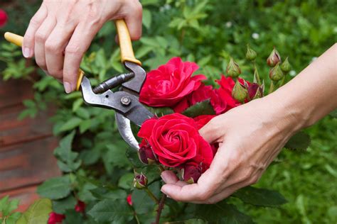 Im frühjahr müssen kranke und tote äste entfernt werden, ebenso schwache und. Rosen richtig schneiden - so geht's!