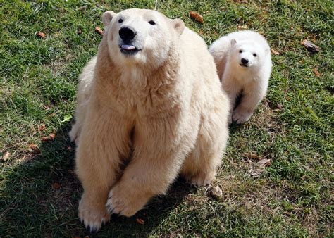 Fotos Filhote de urso polar dá show de fofura na França 23 03 2015