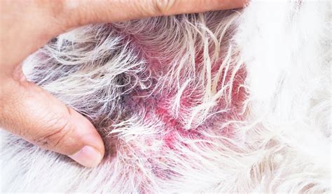 Ringworm In Dogs Prevention And Treatment