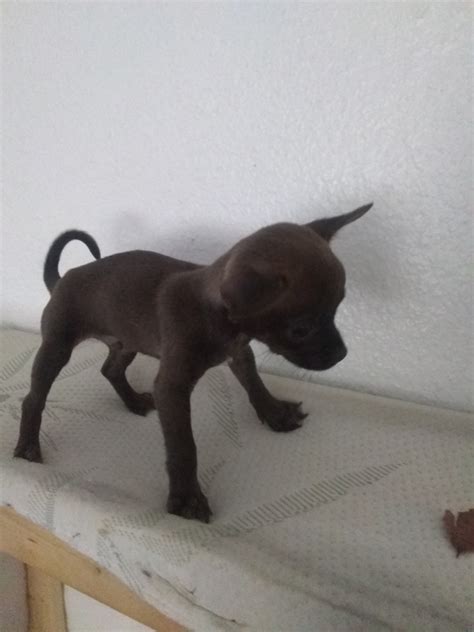 What is the difference between adopting a dog, adopting a cat, adopting a kitten or adopting a puppy versus getting dogs for sale, cats for sale, puppies for sale or kittens for. Chihuahua Puppies For Sale | Phoenix, AZ #310220 | Petzlover