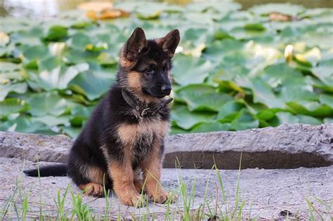 Weitere ideen zu schäferhunde, hunde, deutscher schäferhund. Deutscher Schäferhund - Hunde-Info.de