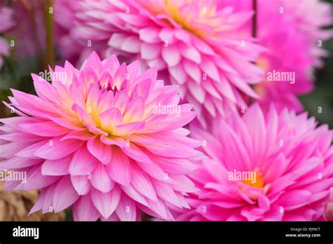 Miss Delilah Dahlia Swan Island Dahlias Canby Oregon Stock Photo Alamy