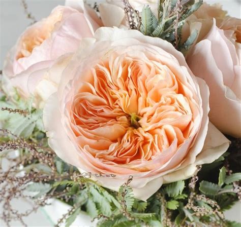 Garden David Austin Juliet Garden Rose Roses Flowers By Category