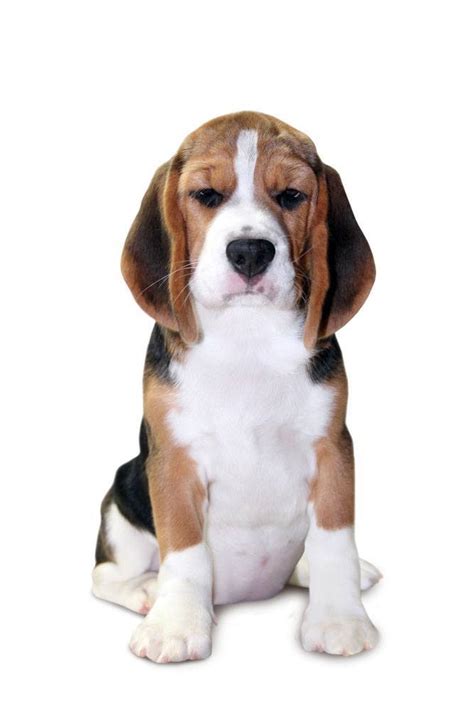 They can be cute names for a beagle, famous beagle names, funny beagle names, and much more. Beagle wondering what your doing