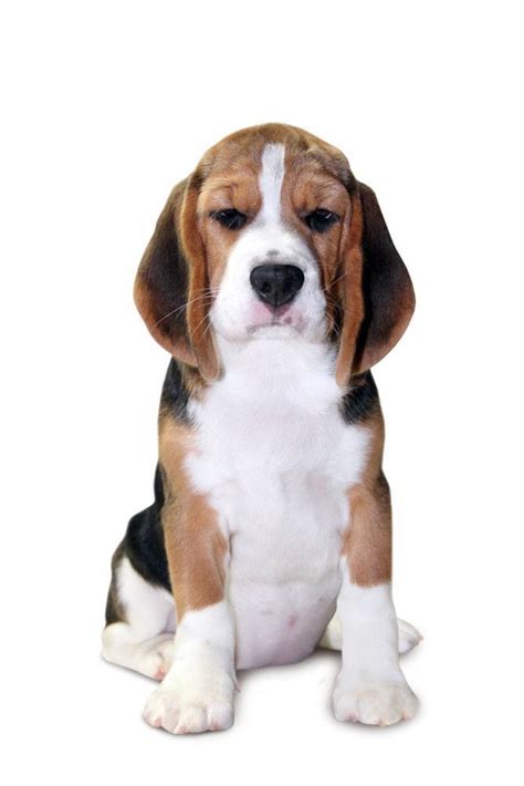 What colors do beagles come in? Beagle wondering what your doing