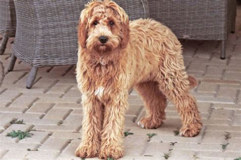 Maybe you would like to learn more about one of these? Our Labradoodle Girls