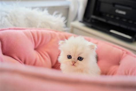 Dollface Persian Kittens White Persian Kittens Blue Eyes Maison