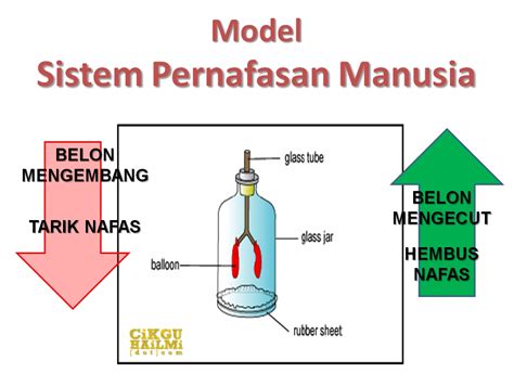 Respirasi adalah pertukaran gas, yaitu oksigen (o) yang dibutuhkan tubuh untuk metabolisme sel dan karbondioksida (co) yang dihasilkan dari metabolisme tersebut dikeluarkan dari tubuh melalui paru. Mekanisma Pernafasan Manusia