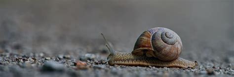 While snails can remain asleep for up to three years, they can come out of hibernation before this amount of time has passed. How Long Do Snails Sleep? | Your Burning Question Answered