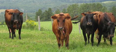 Avec plus de 180 journalistes, la presse canadienne fournit un flot. Laiterie Charlevoix - Partners - Canadienne Cow