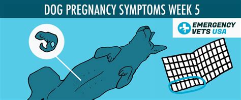 Dog Pregnancy Symptoms Week 5 Its Obvious Your Dog Is Pregnant