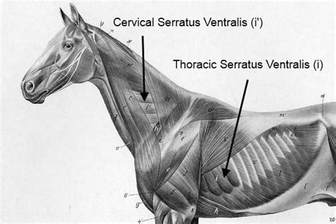Equine Anatomy Equine Muscles Serratus Ventralis Supports