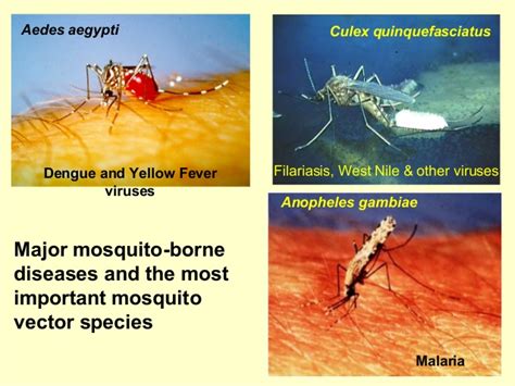 Vector Borne Diseases