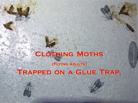 clothes moths pest control and extermination service mississauga pest control