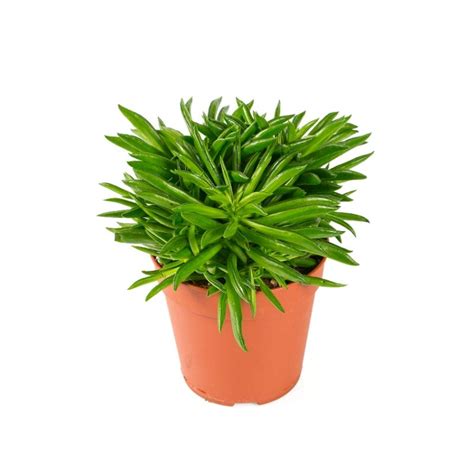 Check spelling or type a new query. Φυτά Εσωτερικού Χώρου - Πεπερόμια - Happy bean - Airplants.gr