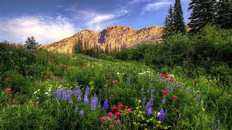 The Wild Albion Basin Wasatch Mountains Utah Wildflowers Trees