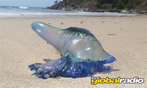 Dangerous Jellyfish Found On Costa Del Sol Beaches 936 Global Radio