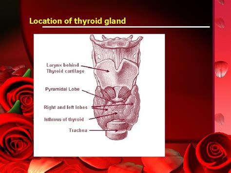 Histology Of The Thyroid Dr Ahmed Abdulhussein Alhuchami