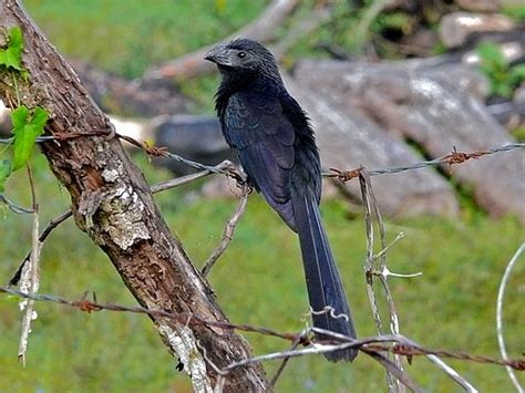 Rare Bird Alert: April 21-30 - Travis Audubon