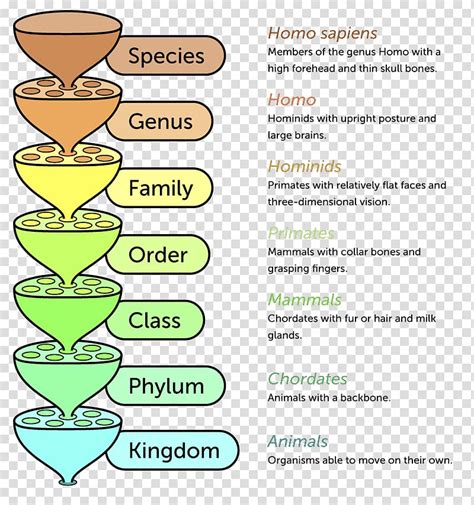 State The Hierarchy Of Classification Porn Sex Picture