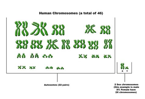 What Is The Difference Between Autosomes And Sex Chromosomes