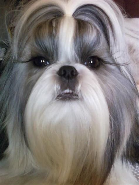 Although malteses have long stunning hair, some owners make the decision to cut the coat short. My girl HaiLi #shihtzu | Shih tzu, Shih tzu dog, Dogs