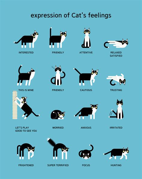 A Guide To Cat Body Language Rcoolguides