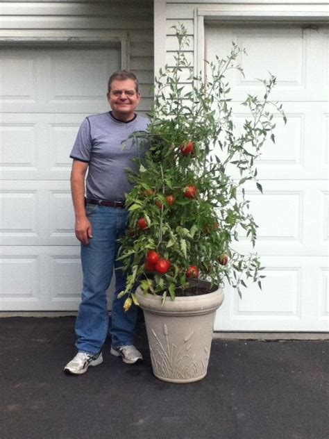 Tomatoes In A Container Garden Wow He Did Great More