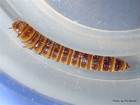 Phil Bendle Collectionbeetle Lesser Mealworm Alphitobius Diaperinus Citscihub