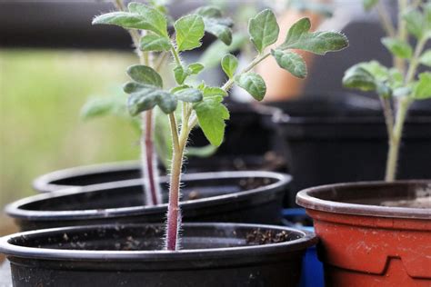 Außerdem bekommen sie nicht genügend sonne. Tomaten in der Wohnung anbauen - so klappt's auf der ...