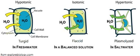 Plant cells placed in a relatively isotonic solution would not change in size; Potato (Osmosis) Experiment - AJ x Biolit