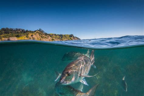 A nearby townhome for rent could have pet friendly apartments. Escape to Leigh NZ | goat Island dive snorkel | Goat ...