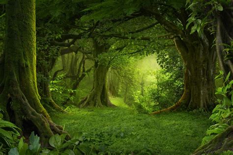 The Worlds 7 Most Amazing Forests Wanderlust