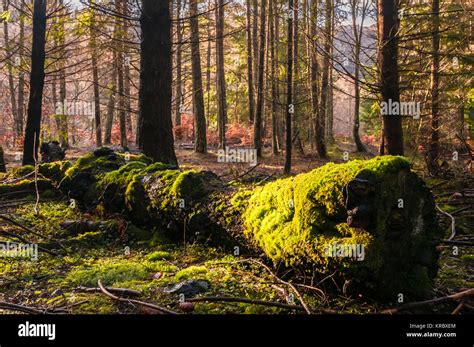 Faskally Forest Hi Res Stock Photography And Images Alamy