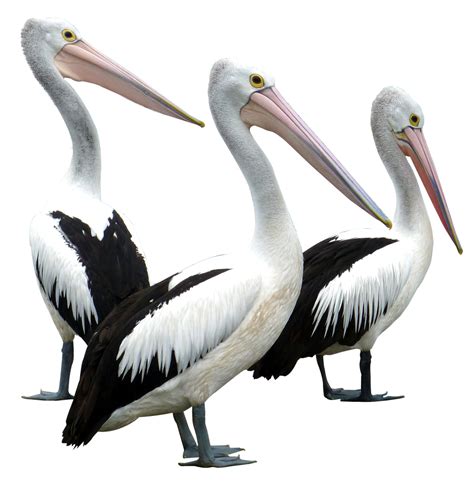 Pelican Png Transparent Pelicanpng Images Pluspng