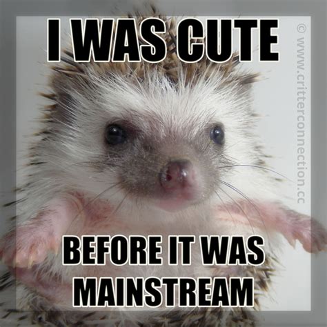 Pin On Hedgehog Memes Funnies Quotes And Misc Millermeade Farms