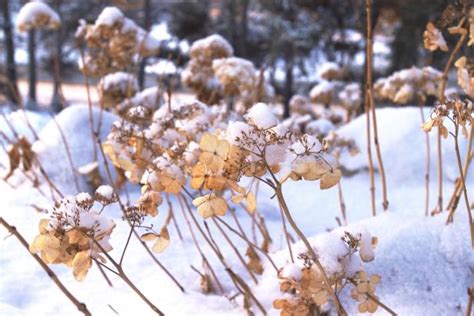 If the soil is high in aluminum and has a low ph, the hydrangea flower will be blue. How to Care for Hydrangeas in Winter | DIY Network Blog ...