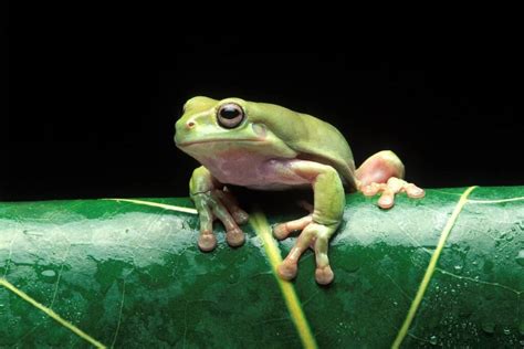 Guide Australian Green Tree Frogs Complete Guide