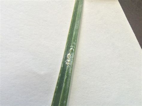 Watch for signs of spots on the leaves of your palm; Pests and Diseases forum→Scale pest on my indoor pygmy ...