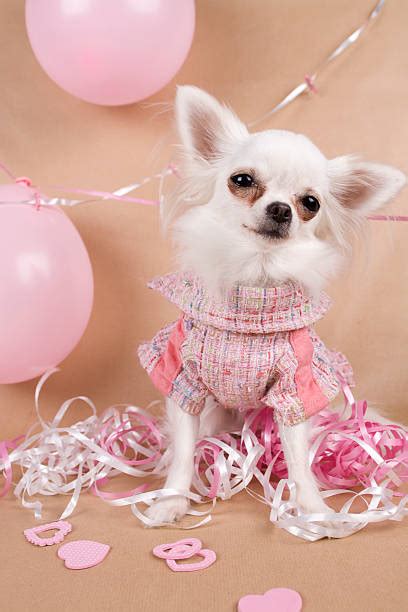 Royalty Free Happy Birthday Chihuahua Pictures Images And Stock Photos