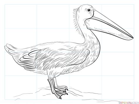 How To Draw A Pelican Step By Step Drawing Tutorials Drawing