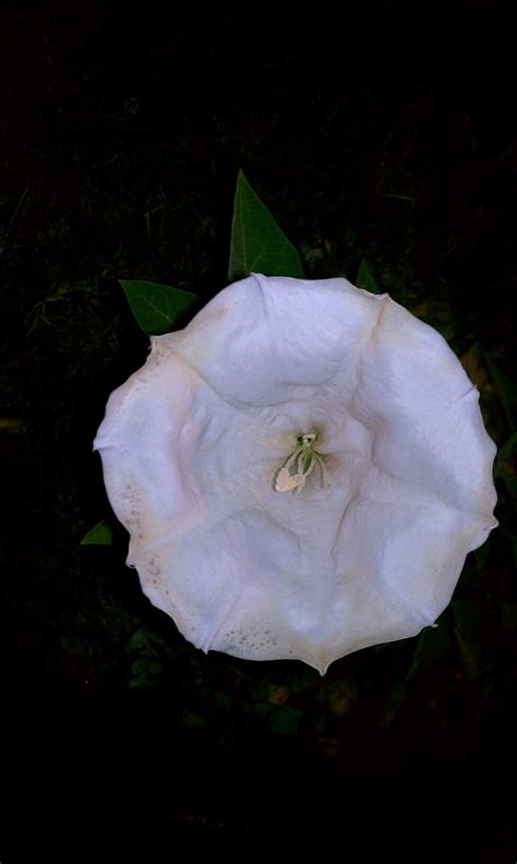 Planting your own night blooming flowers will also help you get back in touch with nature. This is a moon flower that only blooms one time and at ...